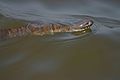 Nerodia sipedon swimming in the Chesapeake Bay in the United States