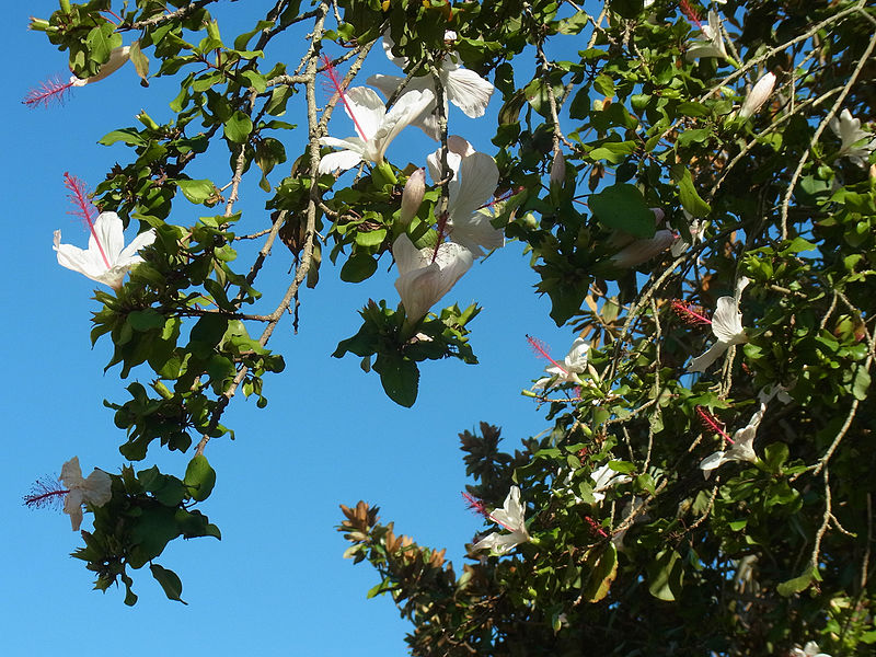 File:Paddington flowering tree.jpg