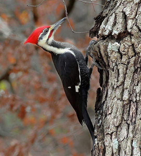 File:PileatedWoodpeckerFeedingonTree, crop.jpg