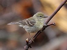 Pine Warbler - female.jpg