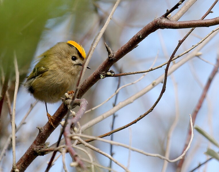 File:Regulus regulus -Vendee, France-8.jpg