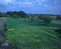 A Fields View from North Punjab