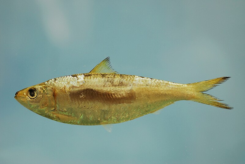 File:Sardinella aurita.jpg