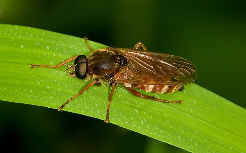 File:Stinkfliege Coenomyia ferruginea male.jpg