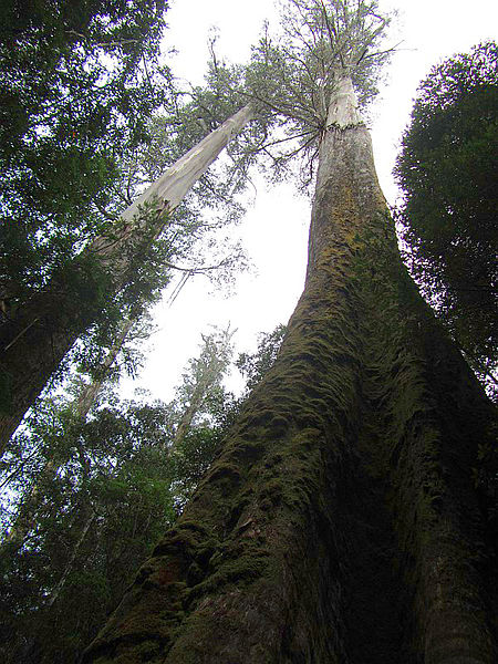 File:Styx giants, Tasmania.jpg