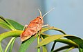 Toadhopper (Buforania crassa)