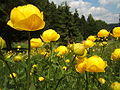 Trollius europaeus (Globe-flower)