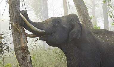 Asian elephant, can be seen in Chittagong Hill Tracts