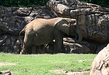 AfricanElephant LoxodontaAfricana1.jpg