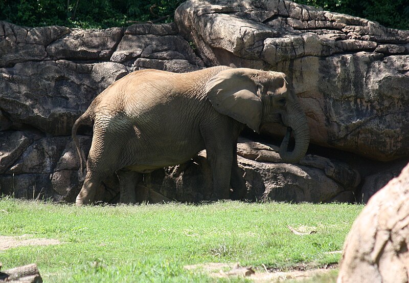 File:AfricanElephant LoxodontaAfricana1.jpg