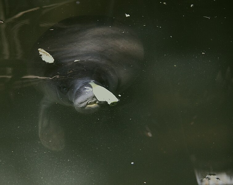 File:Amazonian manatee (Trichechus inunguis).jpg