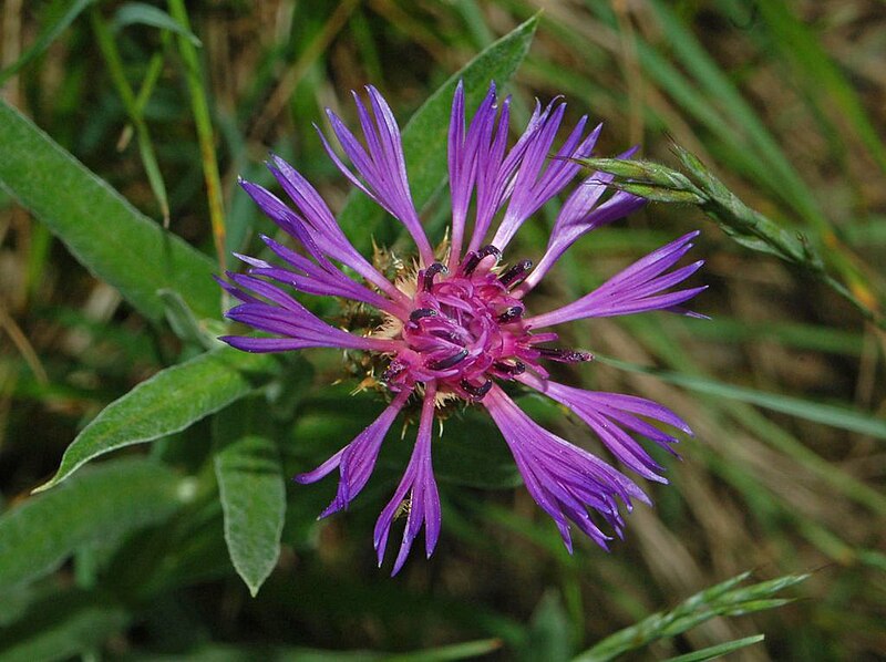 File:Asteraceae - Centaurea triumfettii-2.JPG