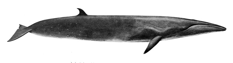 File:Balaenoptera borealis.jpg