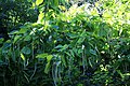 Northern Catalpa, Catalpa speciosa