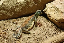 Uromastyx thomasi в Берлинском зоопарке