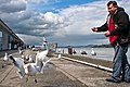 Gulls acquire food from humans both through handouts and theft