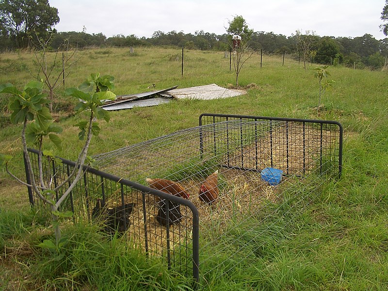 File:E0097-Bruthen-Chickens-in-a-portable-cage.jpg