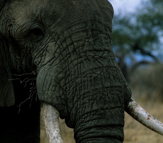 File:Elephant mugshot.jpg