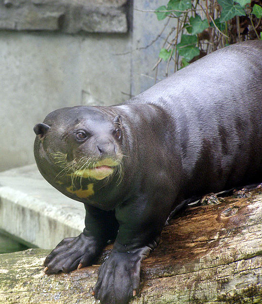 File:Giant otter 2.JPG