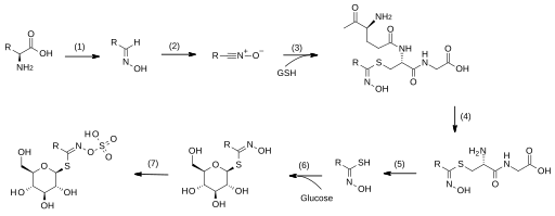 File:Glucosinolate biosynthesis.svg