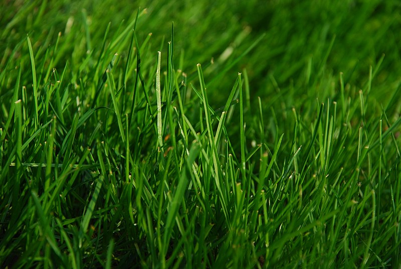 File:Green Grass.JPG