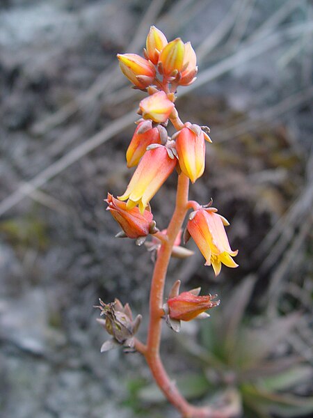 Archivo:Inflorescencia Echeveria chiclensis.jpg