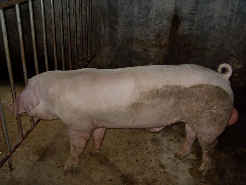 File:Landrace Boar.JPG