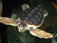 Photo of the carapace of a loggerhead sea turtle