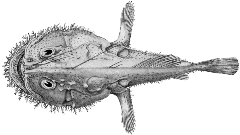 Файл:Lophiodes mutilus.png