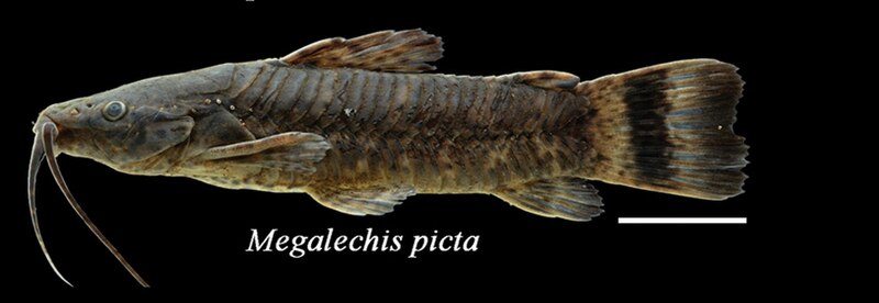 File:Megalechis picta.jpg