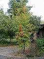 Árbol joven.