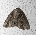 Oldwife Underwing (Catocala neogama)