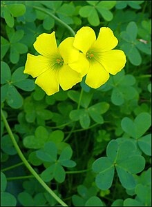 Oxalis pes-caprae, Israel