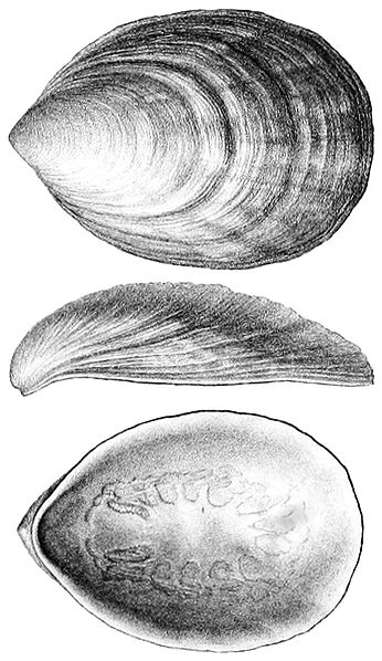 File:Pilina unguis.jpg