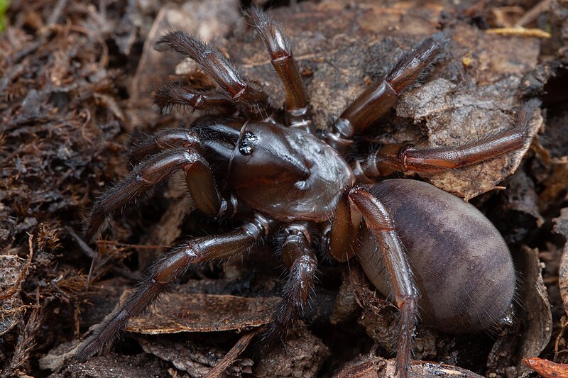 File:Promyrmekiaphila clathrata (F Euctenizidae).jpg