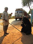 A dancing bear in Pushkar, India, 2003