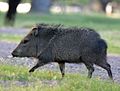 Pecari tajacu 野豬 Javelina