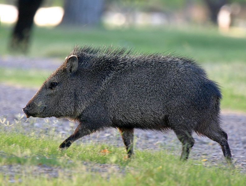 Файл:Running Javelina.jpg