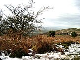 Upland scrub on the Quantock Hills