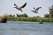 Great White Pelicans danube