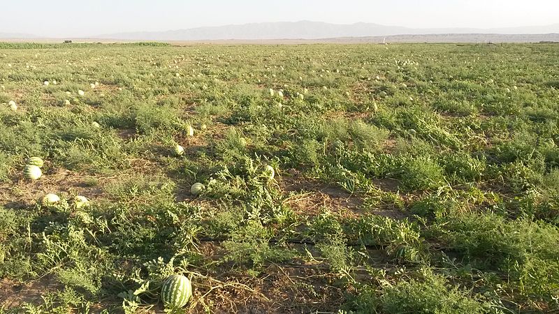 Файл:Watermelon Farm (aryan mehr).jpg