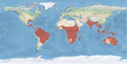 Distribución de las especies vivientes del género.