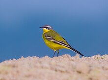 Yellow wagtail.jpg