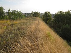 Western edge of the hillfort (2016). The scarp and trace of the rampart are seen.