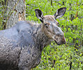 Female moose in Algonquin Park in early June