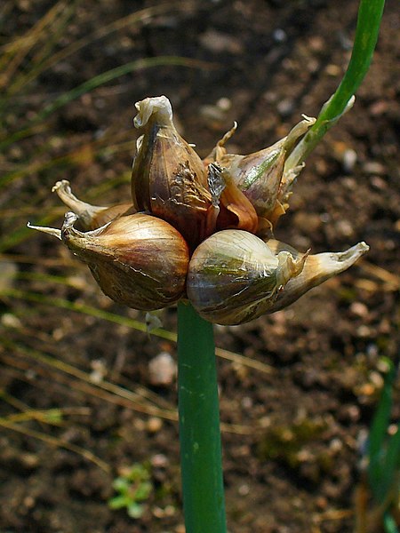 Файл:Allium cepa viviparum 003.JPG