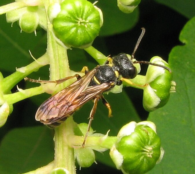 Archivo:Crabronidae.jpg