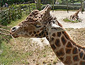 Giraffe (Giraffa camelopardalis) (LR/cd)