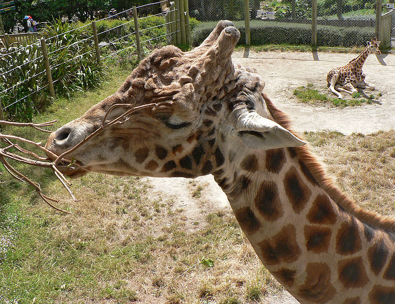 File:Giraffes, Pengo.jpg