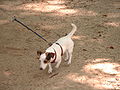 Jack Russell Terrier